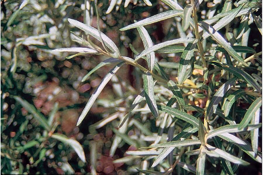 Image of Sea-buckthorn