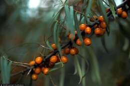 Image of Sea-buckthorn