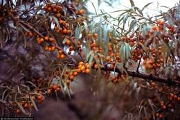 Image of Sea-buckthorn