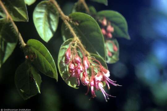 Hirtella rugosa Thuill. ex Pers. resmi