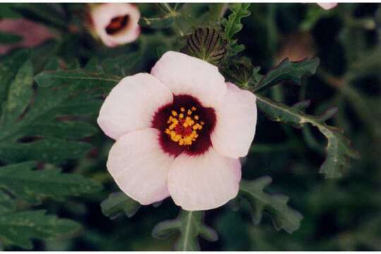 Image of flower of an hour