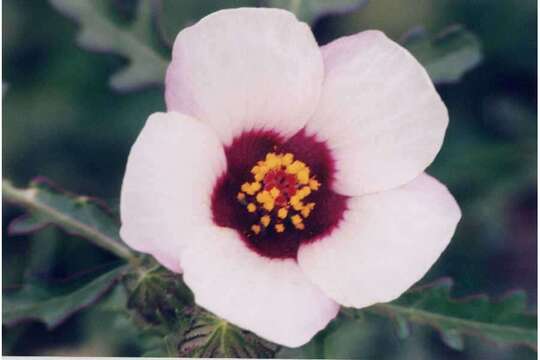 Image of flower of an hour