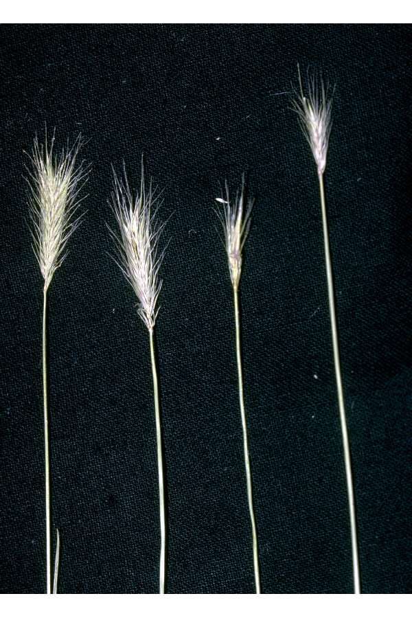 Hordeum brachyantherum Nevski的圖片