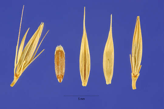 Image of meadow barley