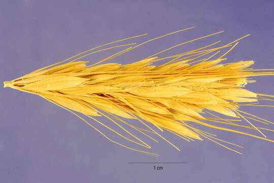 Image of bulbous barley