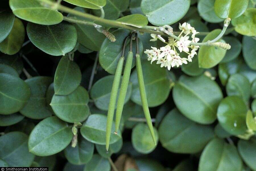 Image of porcelainflower