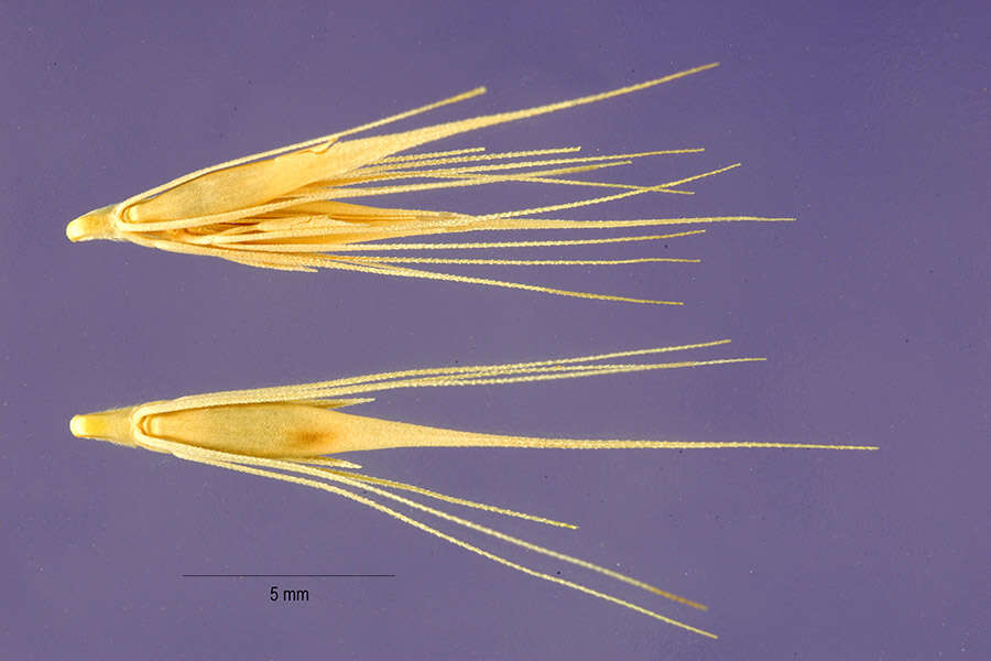 Hordeum depressum (Scribn. & J. G. Sm.) Rydb.的圖片