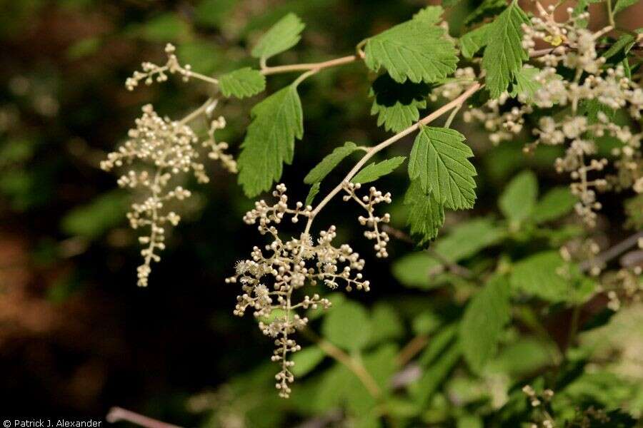 Слика од Holodiscus dumosus (Nutt.) Heller