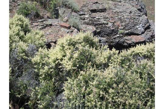 Image of rockspirea