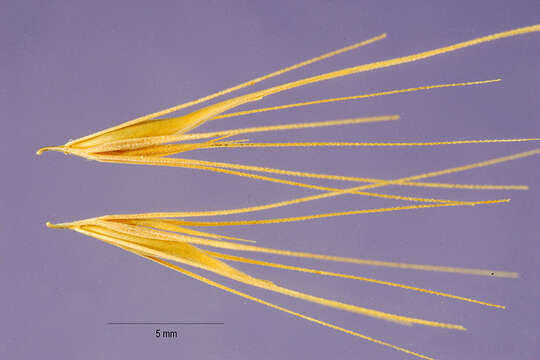 Hordeum marinum subsp. gussoneanum (Parl.) Thell.的圖片