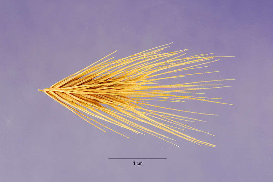 Hordeum marinum subsp. gussoneanum (Parl.) Thell.的圖片