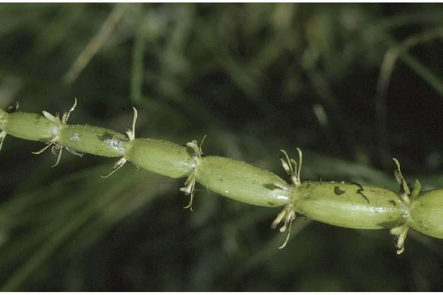 Image of American featherfoil