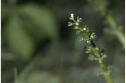 Image of American featherfoil