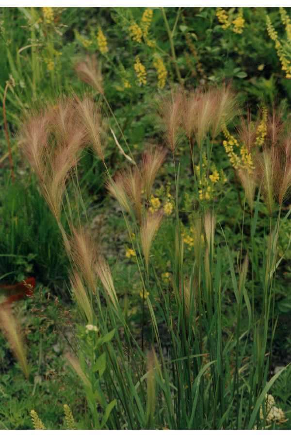 Слика од Hordeum jubatum L.