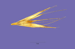 Hordeum murinum subsp. leporinum (Link) Arcang.的圖片