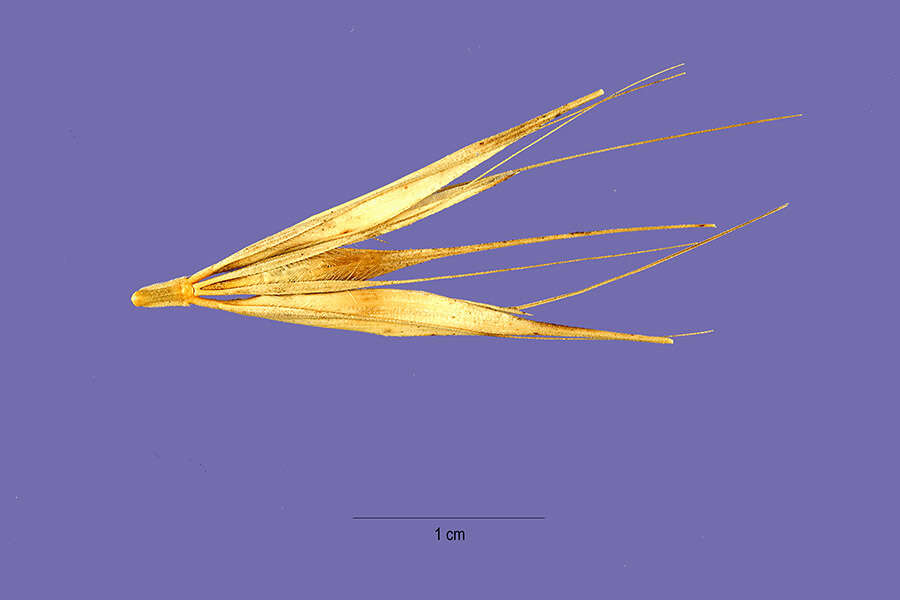 Hordeum murinum subsp. leporinum (Link) Arcang.的圖片