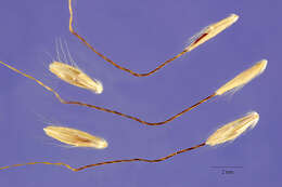 Imagem de Dichanthium annulatum var. annulatum