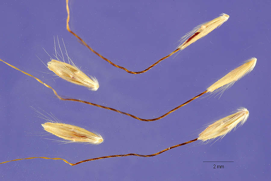 Слика од Dichanthium annulatum var. annulatum