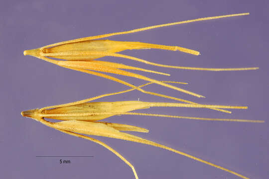 Image of seaside barley