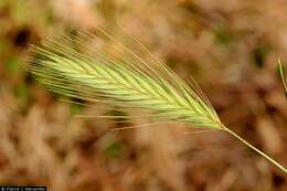 Hordeum murinum L.的圖片