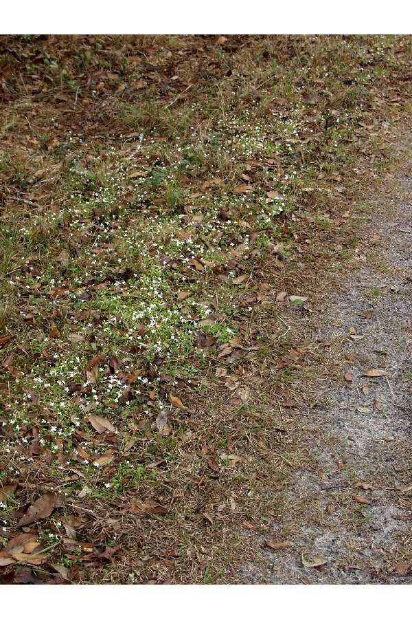 Image of roundleaf bluet