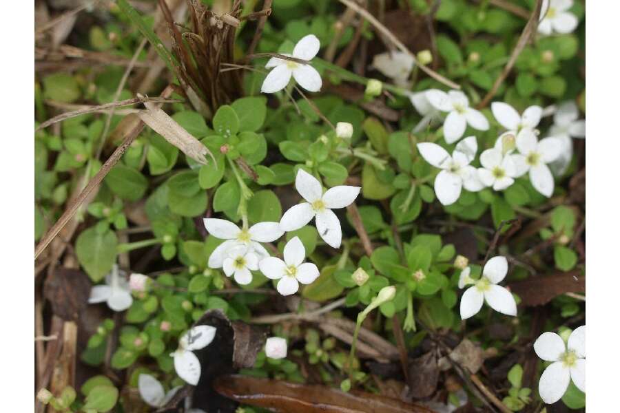 Image of roundleaf bluet