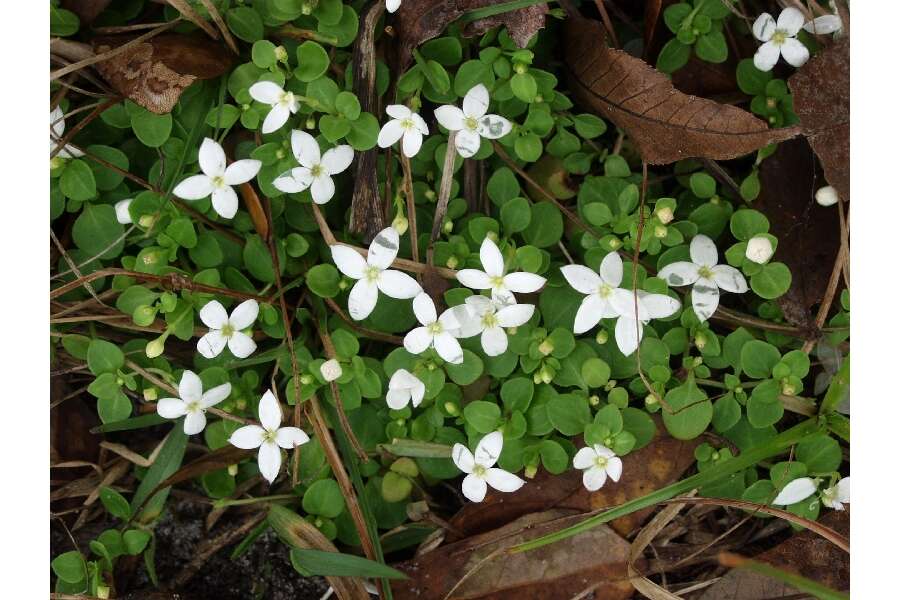 Image of roundleaf bluet