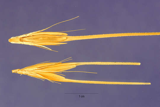 Image of spontaneous barley