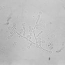 Image of Candida albicans (C. P. Robin) Berkhout 1923
