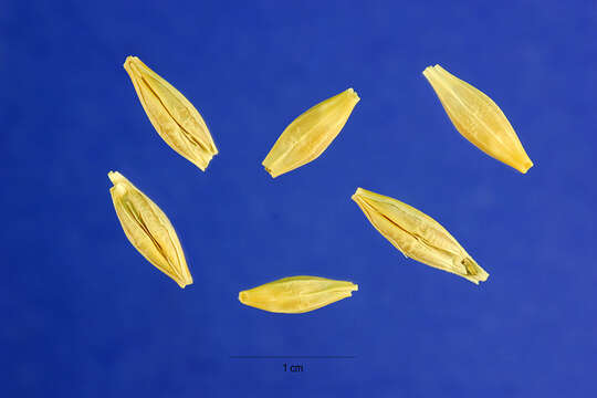 Image of common barley