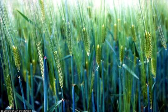 Image of common barley