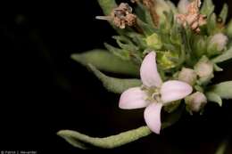 Image of Pygmy Bluet