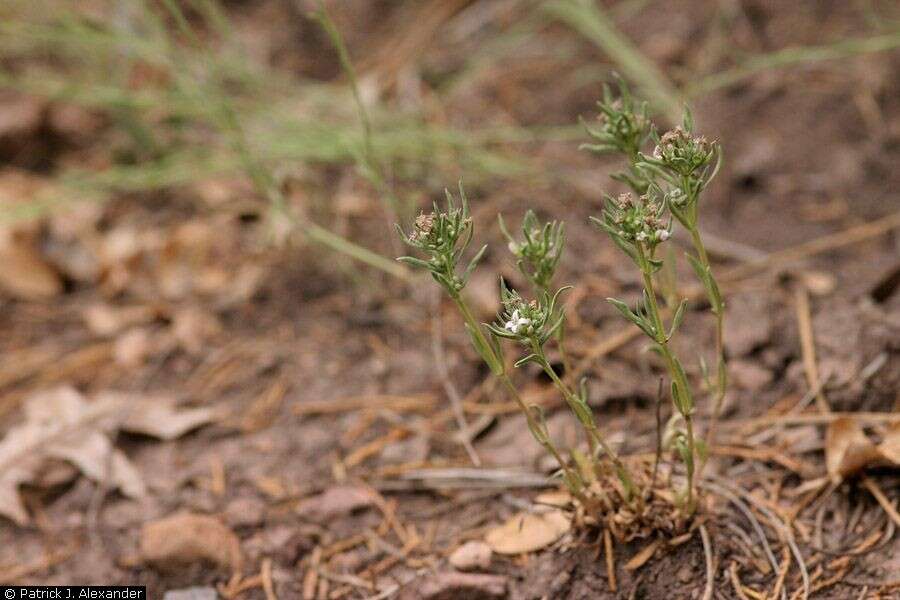 Image of Pygmy Bluet