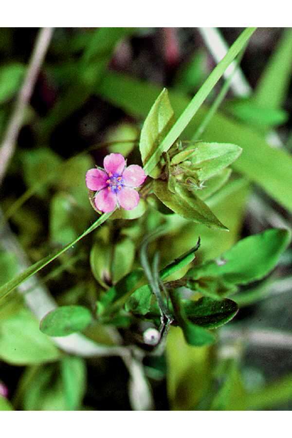 Image of Scarlet pimpernel