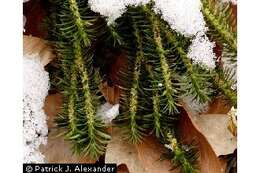 Image of shining clubmoss