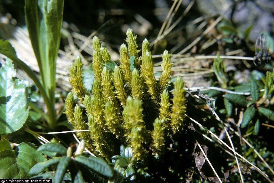 Image of fir clubmoss