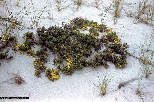 Image of woolly beachheather