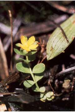 Image of tinker's penny