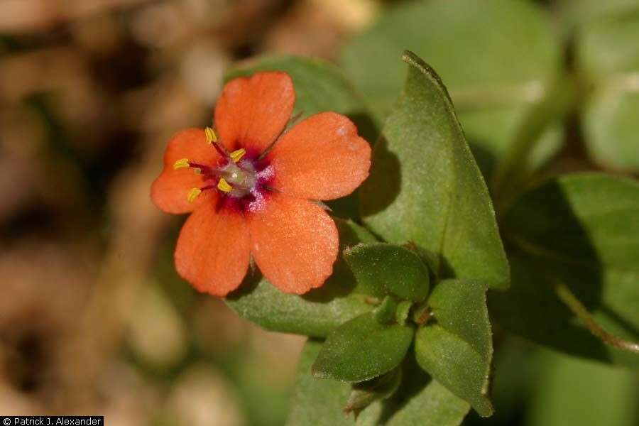 Image of Scarlet pimpernel