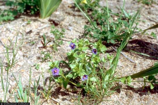 Image of Scarlet pimpernel