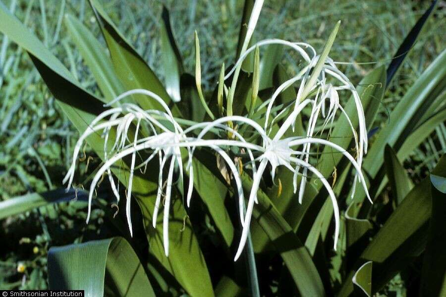 Image of Caribbean spiderlily