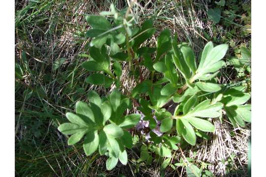 Image of Dwarf or Ballhead Waterleaf