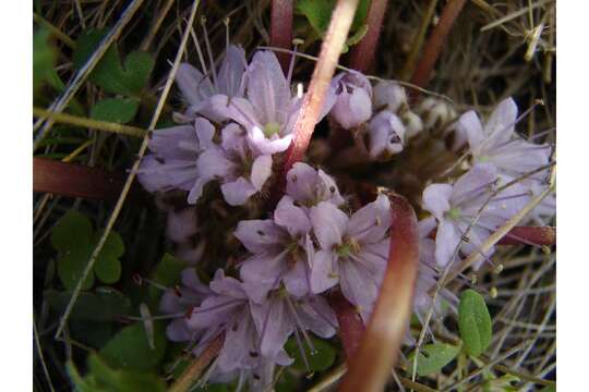 Image of Dwarf or Ballhead Waterleaf