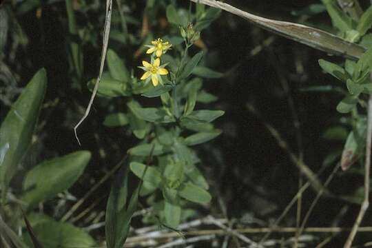 Image of lesser Canadian St. Johnswort