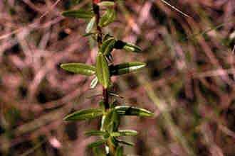 Sivun Hypericum cistifolium Lam. kuva