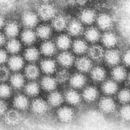 Image of Norovirus