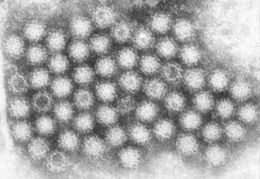 Image of swine vesicular exanthema virus and relatives