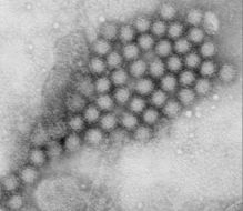 Image of swine vesicular exanthema virus and relatives