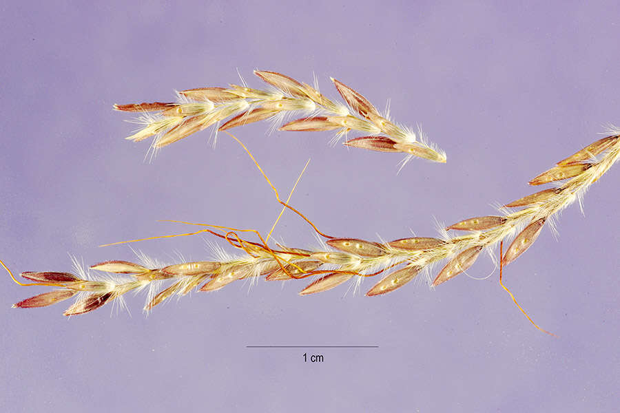 Image of thatching grass