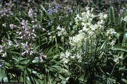 Image of Hispanic hyacinthoides